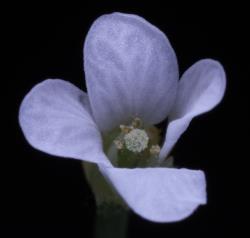 Cardamine integra. Top view of flower.
 Image: P.B. Heenan © Landcare Research 2019 CC BY 3.0 NZ